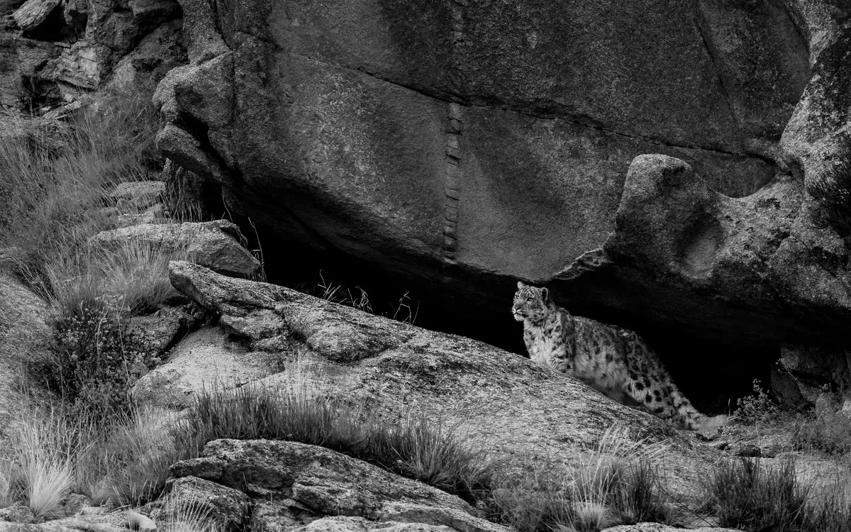 A snow leopard emerging from beneath a granite overhang, in black and white