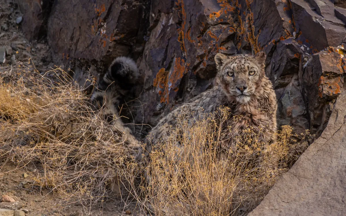 A snow leopard among lichen-covered rocks