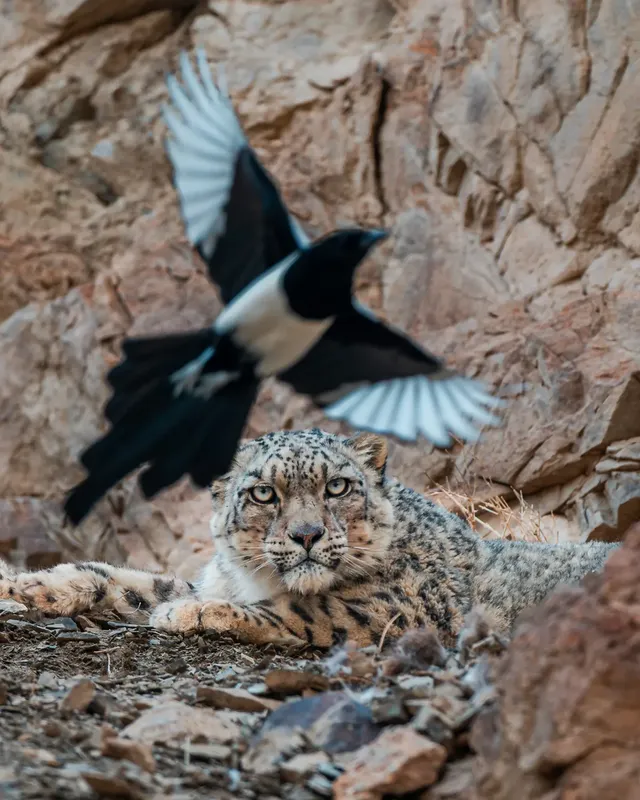 A snow leopard lying on scree, looking straight at the camera as a magpie flies past