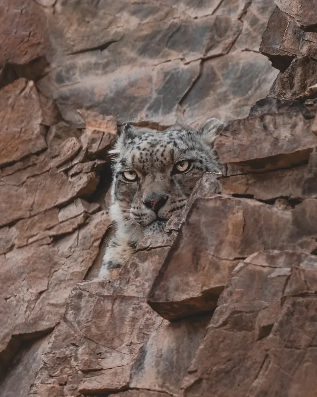 A snow leopard's face peering out between slabs of rock